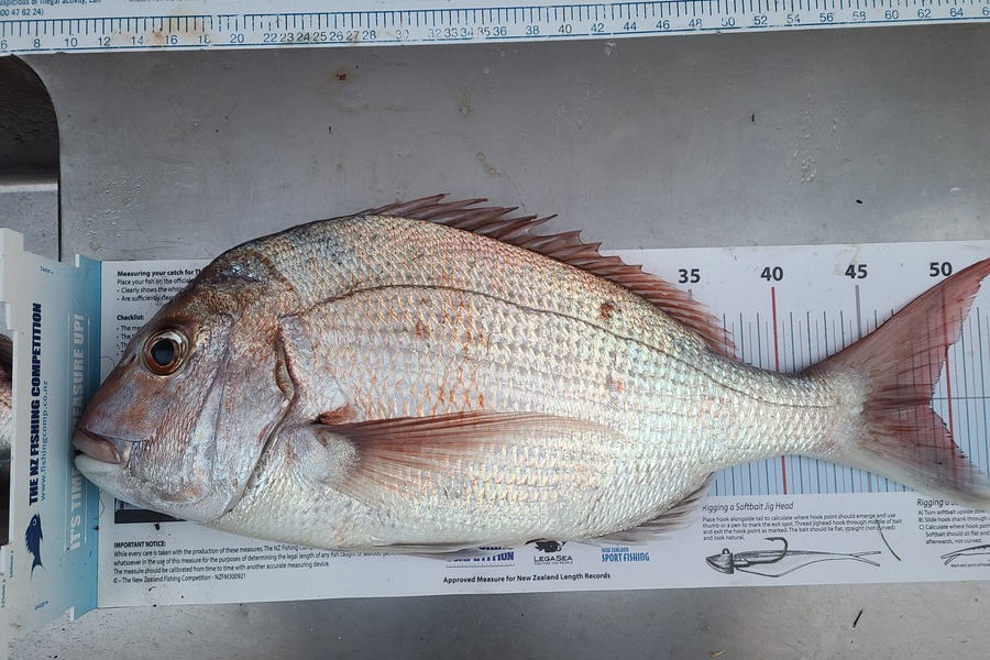 Jordan Boyd caught this 48.5cm Snapper at Kapiti  during The Export NZ Fishing Competition