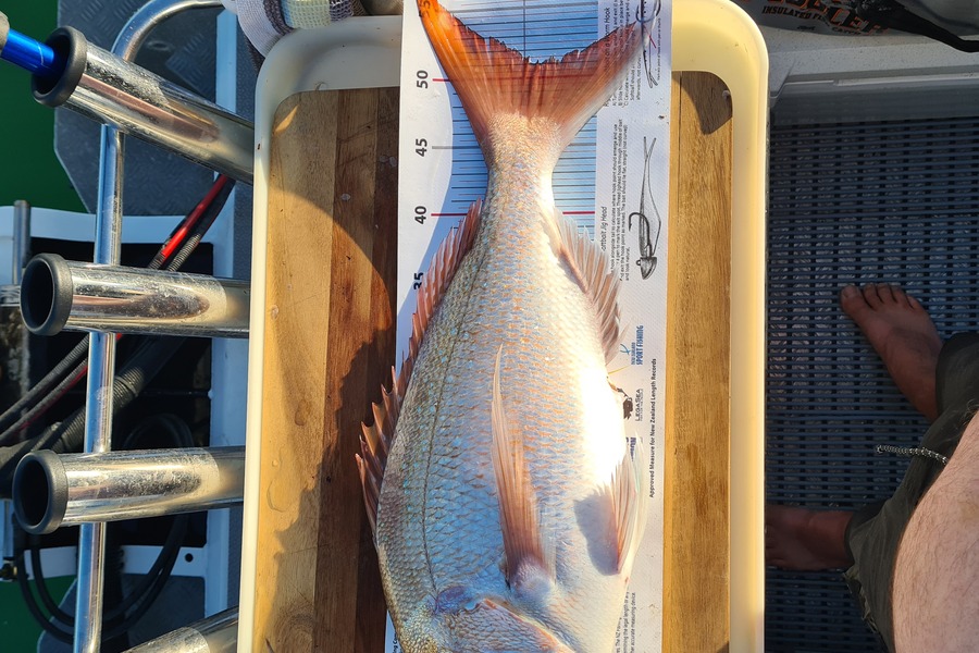 Mark Bishop caught this 51.0cm Snapper at Western Coromandel during The Export NZ Fishing Competition