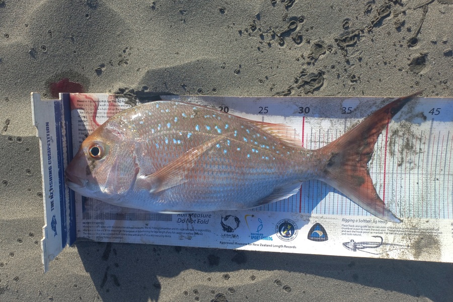 Clayton Hancock caught this 37.5cm Snapper at manawatu coast during The Export NZ Fishing Competition