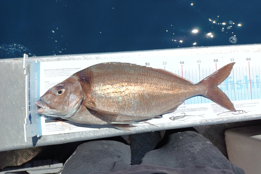 Nick Richards caught this 50.0cm Tarakihi at West coast sth  during The Export NZ Fishing Competition