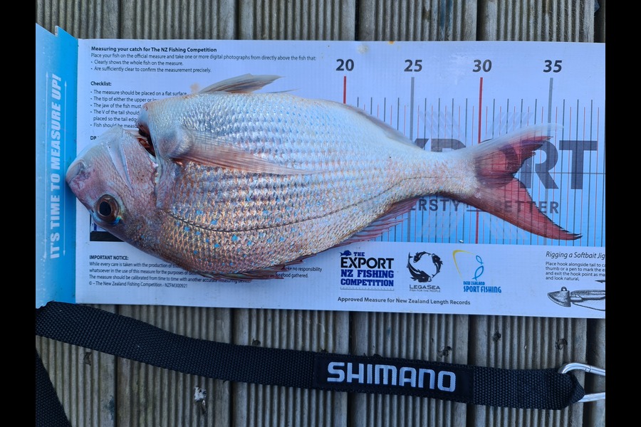 Scott Bassett caught this 32.0cm Snapper at Foxton Beach during The Export NZ Fishing Competition