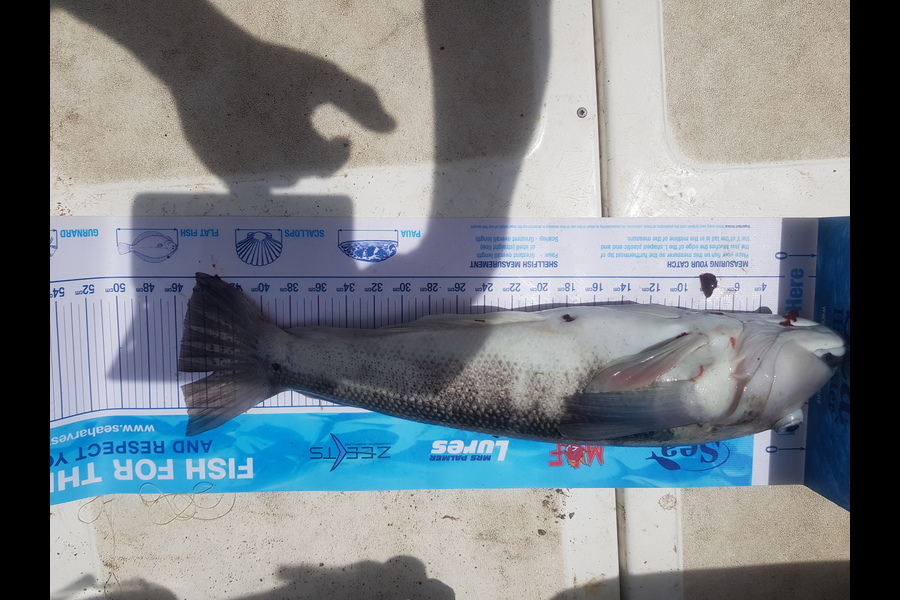 Barry Lambie caught this 46.0cm Blue Cod at Bay of Many Coves during The Export NZ Fishing Competition