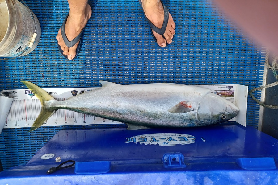 Philip Mackey caught this 101.5cm Kingfish at Motutapu during The Export NZ Fishing Competition