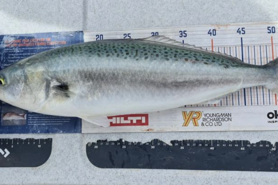 Brendan Lochead caught this 53.5cm Kahawai at Motutapu island  during The Export NZ Fishing Competition