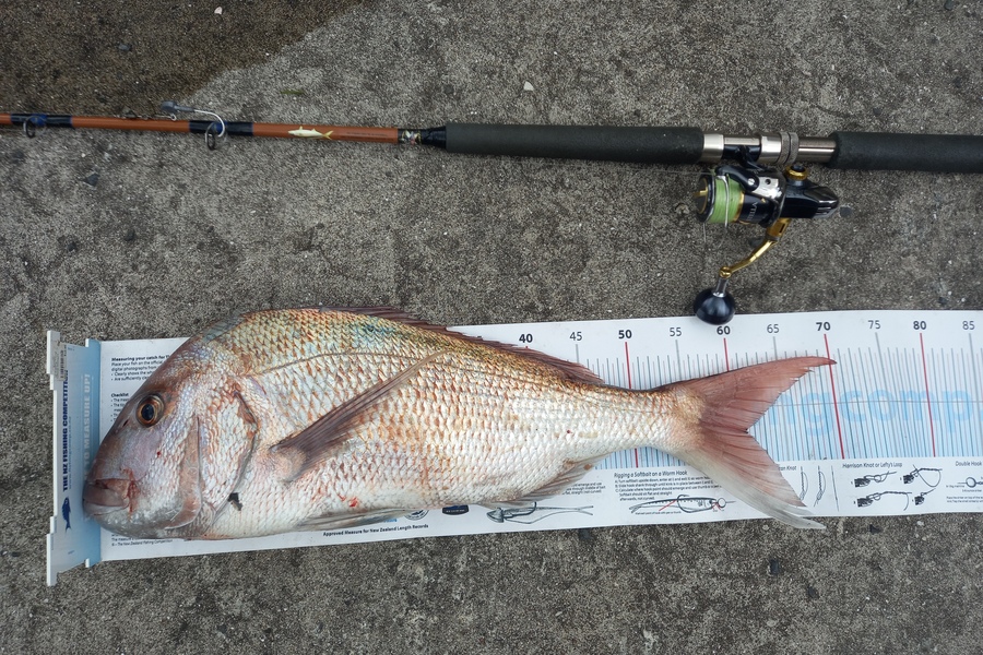 Mike Crawford caught this 61.0cm Snapper at Waipu during The Export NZ Fishing Competition