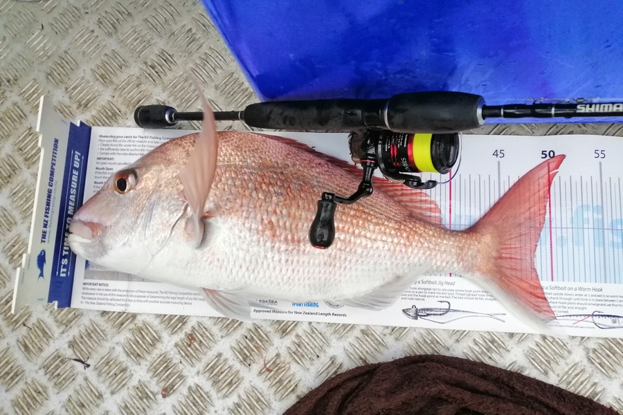 Brian  Gallogly caught this 48.0cm Snapper at Nth Waiheke during The Export NZ Fishing Competition