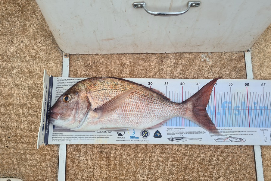 Justin Dodds caught this 47.0cm Snapper at Hen and chicks during The Export NZ Fishing Competition