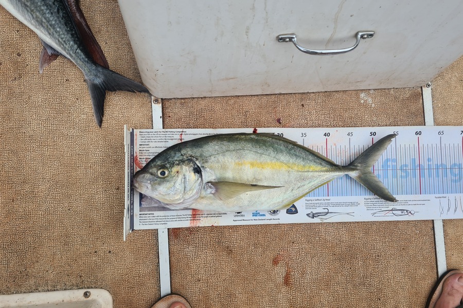 Justin Dodds caught this 49.0cm Trevally at Hen and chicks during The Export NZ Fishing Competition