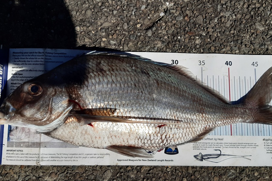 Dan Musson caught this 47.0cm Tarakihi at Welly west during The Export NZ Fishing Competition