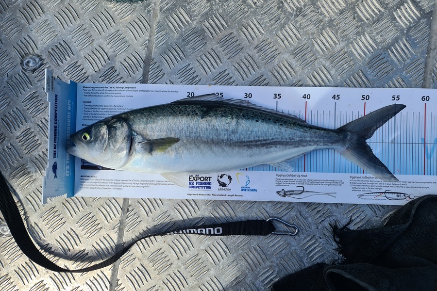 Scott Bassett caught this 50.0cm Kahawai at Foxton Beach during The Export NZ Fishing Competition