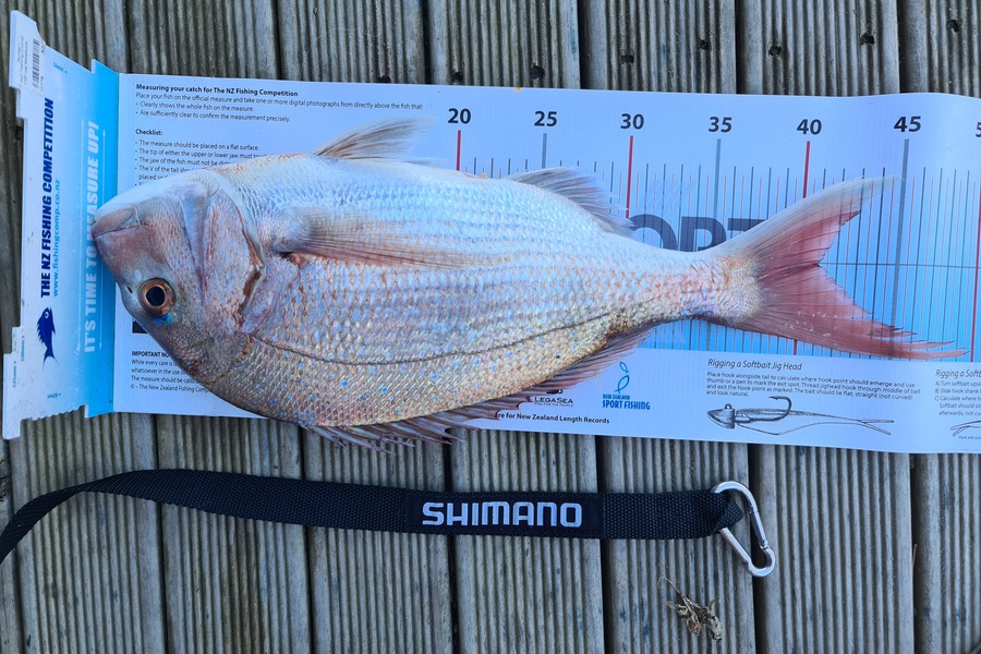 Scott Bassett caught this 41.0cm Snapper at Foxton Beach during The Export NZ Fishing Competition