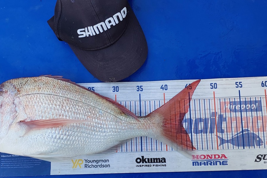Sarah Jolliffe caught this 43.0cm Snapper at Tiri during The Export NZ Fishing Competition