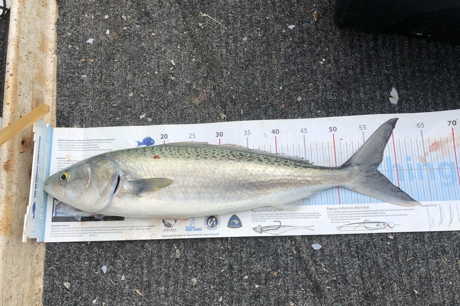Kim Southerden caught this 56.5cm Kahawai at Hawke bay during The Export NZ Fishing Competition