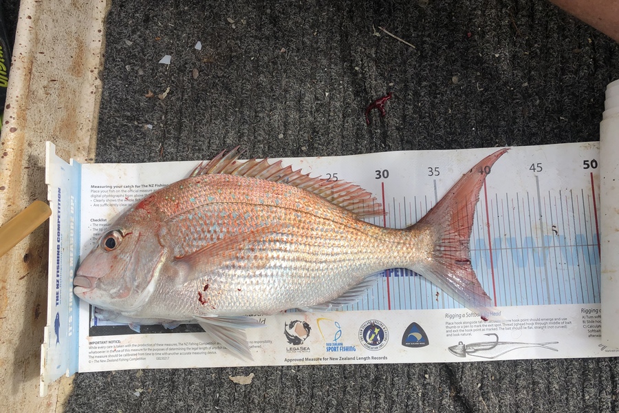 Kim Southerden caught this 38.0cm Snapper at Hawke bay during The Export NZ Fishing Competition