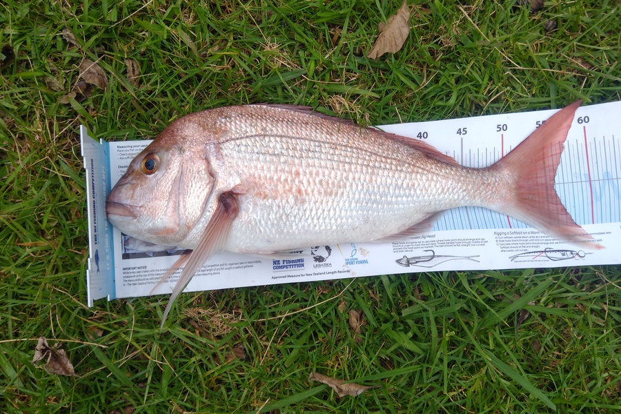 Richard Cash caught this 55.5cm Snapper at Coromandel during The Export NZ Fishing Competition