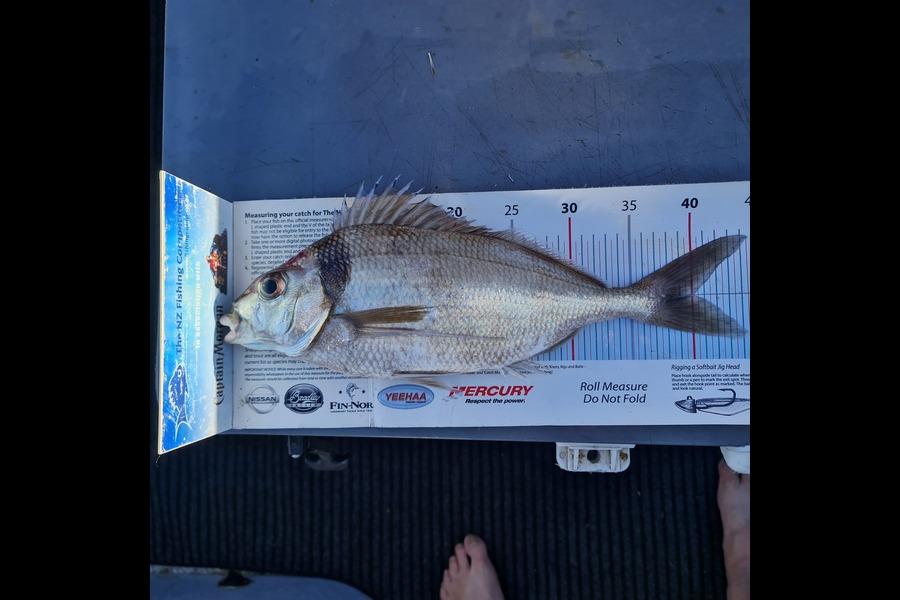 Frank van Vroonhoven caught this 40.0cm Tarakihi at Mayor island  during The Export NZ Fishing Competition