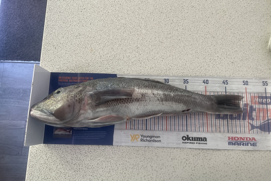 Nathan Robinson caught this 48.0cm Blue Cod at Canterbury  during The Export NZ Fishing Competition