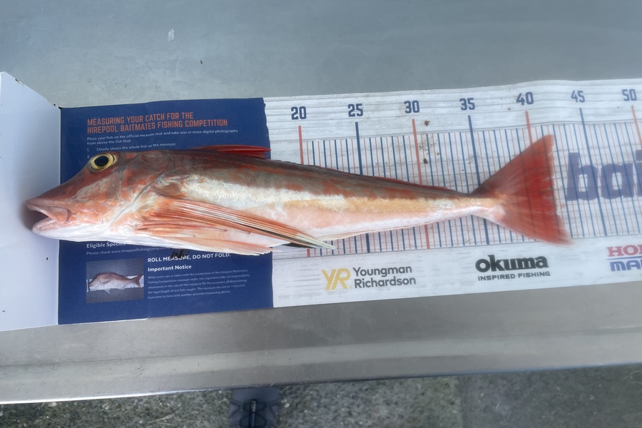Nathan Robinson caught this 41.0cm Gurnard at Kaiteriteri  during The Export NZ Fishing Competition