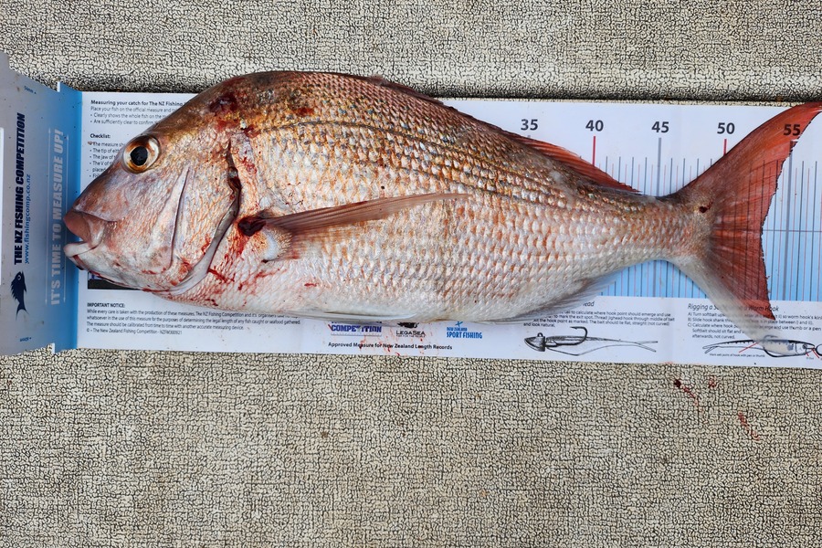 Dan Hunia caught this 53.0cm Snapper at Whanganui during The Export NZ Fishing Competition