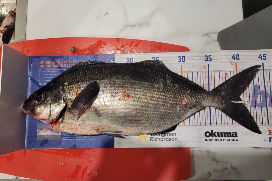 James Ogle caught this 40.0cm Blue Moki at Eastbourne  during The Export NZ Fishing Competition