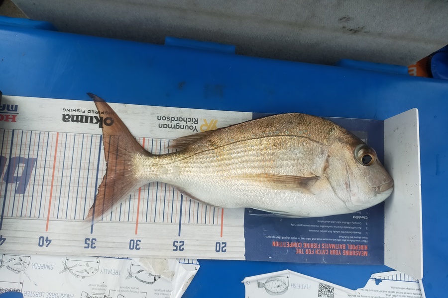 Len Clarke caught this 34.0cm Snapper at Whangaroa during The Export NZ Fishing Competition