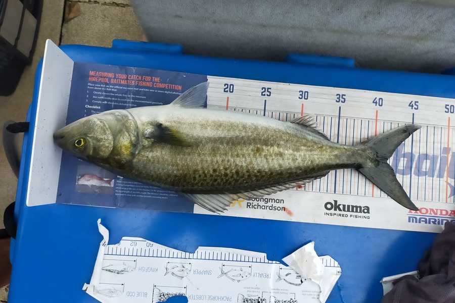 Len Clarke caught this 41.5cm Kahawai at Whangaroa during The Export NZ Fishing Competition