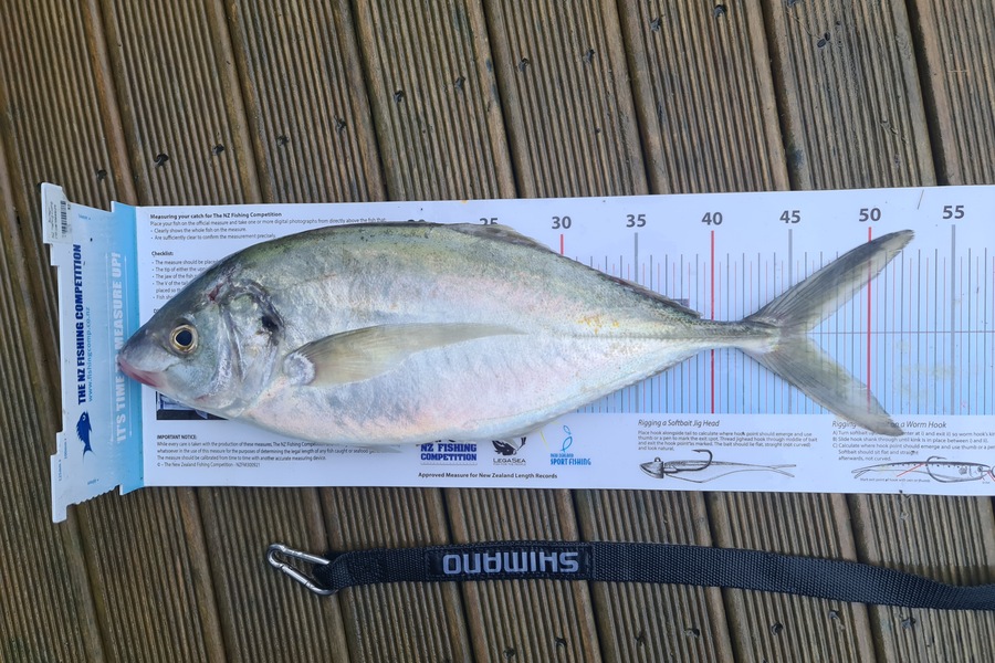 Scott Bassett caught this 46.0cm Trevally at Foxton Beach during The Export NZ Fishing Competition