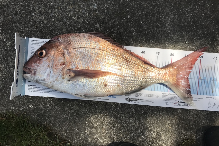 Anthony Murray caught this 56.0cm Snapper at Pukerua bay during The Export NZ Fishing Competition