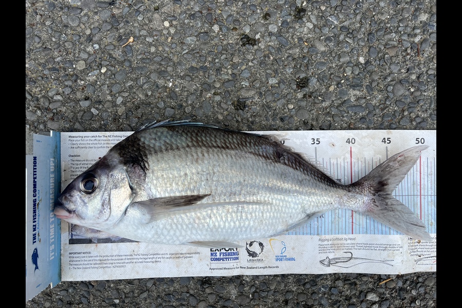 Luke Slobbe caught this 45.5cm Tarakihi at Wellington  during The Export NZ Fishing Competition