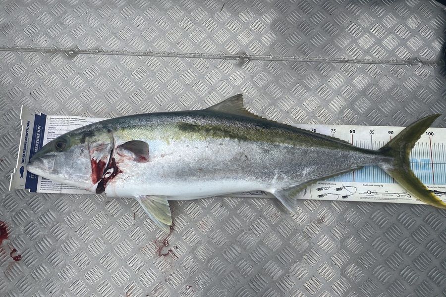 Scott Marriott caught this 94.0cm Kingfish at Puk bay during The Export NZ Fishing Competition