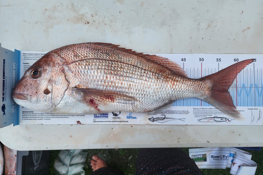 Dan Hunia caught this 57.5cm Snapper at Whanganui during The Export NZ Fishing Competition