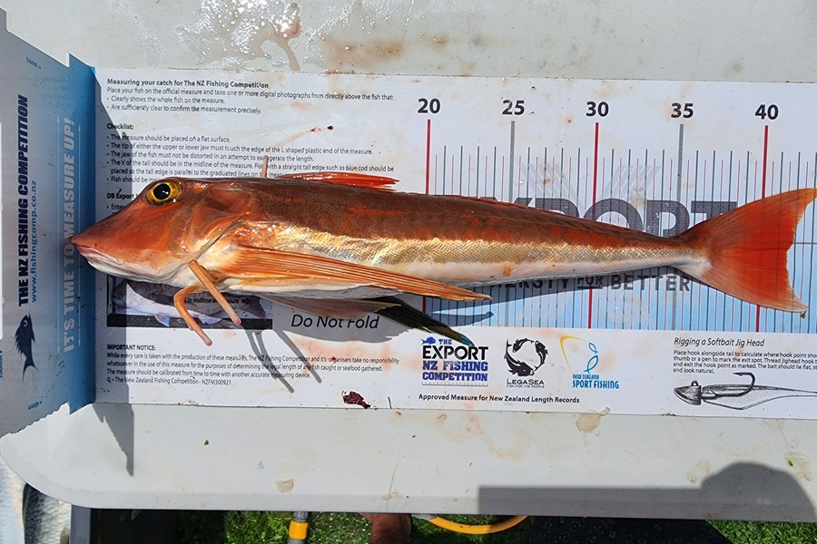 Dan Hunia caught this 41.5cm Gurnard at Whanganui during The Export NZ Fishing Competition