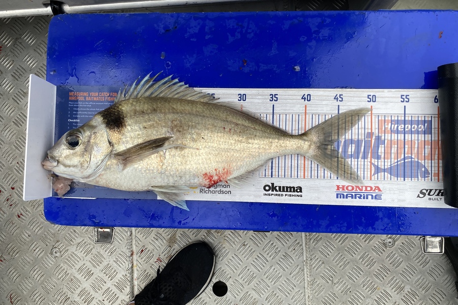Tony Flowers caught this 44.5cm Tarakihi at Wellington  during The Export NZ Fishing Competition