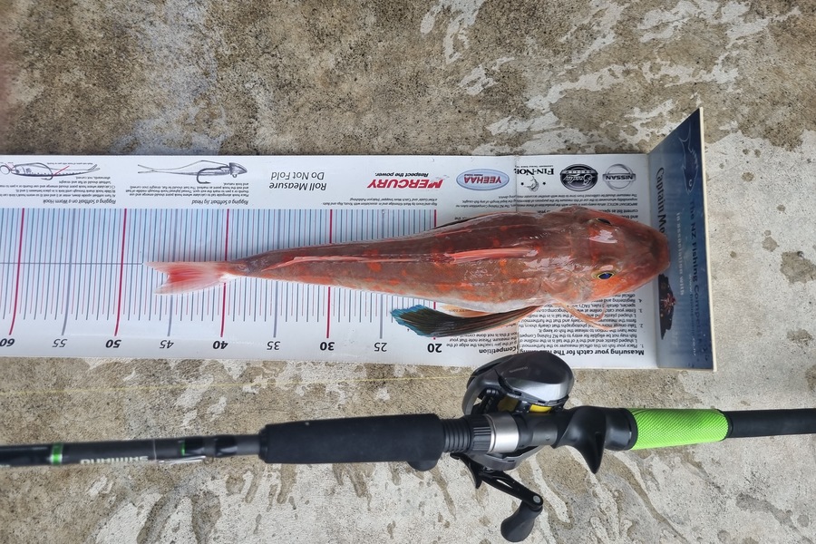 John Ballard caught this 45.0cm Gurnard at Gisborne  during The Export NZ Fishing Competition