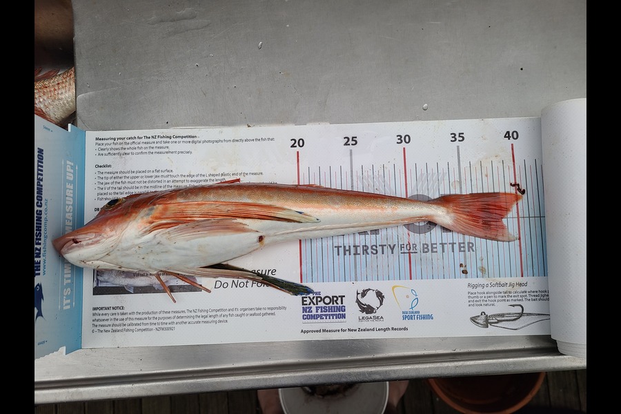Jordan Boyd caught this 38.5cm Gurnard at Kapiti  during The Export NZ Fishing Competition