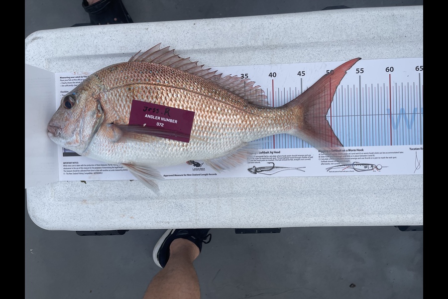 Jess Rowan caught this 49.0cm Snapper at Tauranga during The Export NZ Fishing Competition