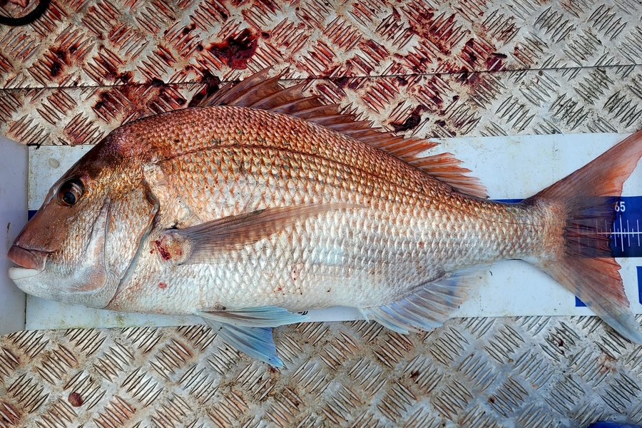 Konrad Waite caught this 63cm Snapper at Kaipara Harbour  during The Export NZ Fishing Competition