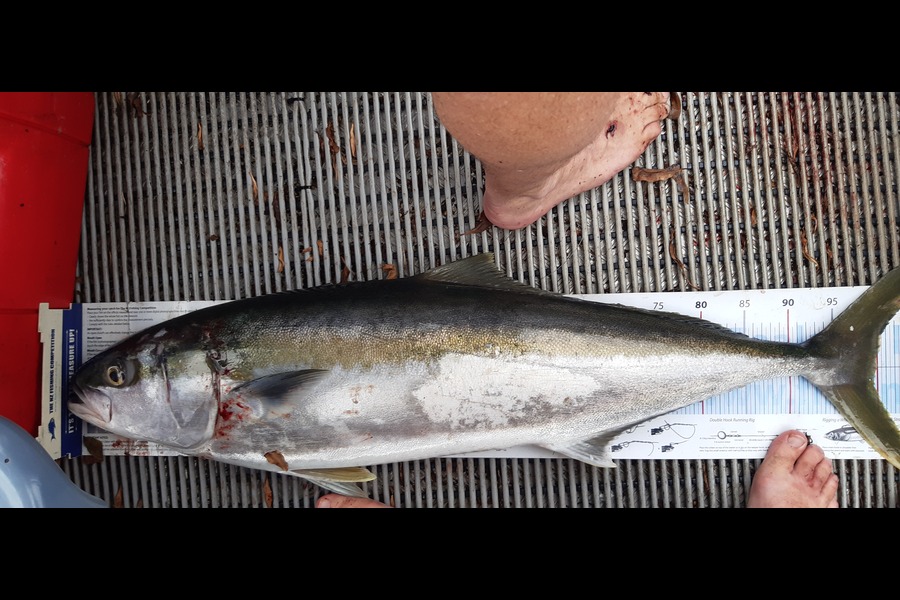 Dan Musson caught this 100.0cm Kingfish at Welly west during The Export NZ Fishing Competition
