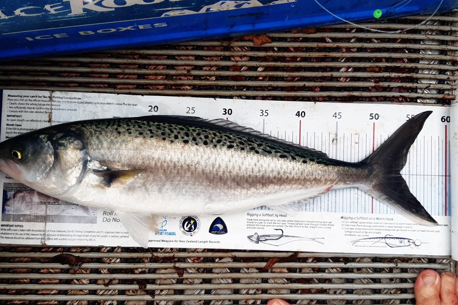 Dan Musson caught this 53.5cm Kahawai at Welly west during The Export NZ Fishing Competition