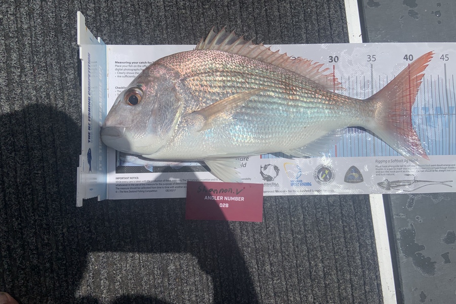 Shannon Van Niekerk caught this 40.0cm Snapper at Tauranga during The Export NZ Fishing Competition