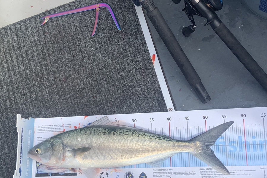 Shannon Van Niekerk caught this 50.5cm Kahawai at Tauranga during The Export NZ Fishing Competition