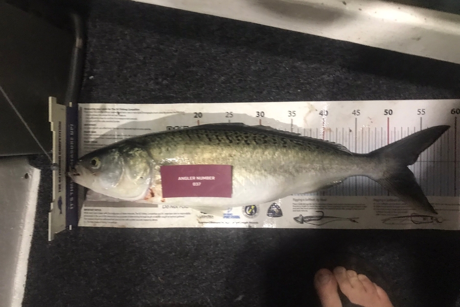 Cody  Burdis caught this 52.5cm Kahawai at Tauranga during The Export NZ Fishing Competition
