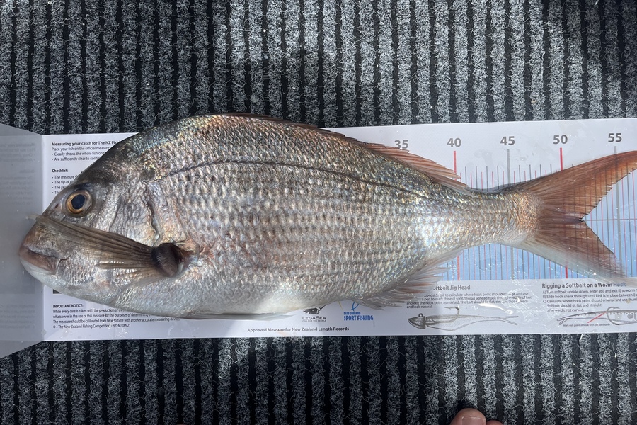 Gary Johns caught this 51cm Snapper at Tauranga during The Export NZ Fishing Competition