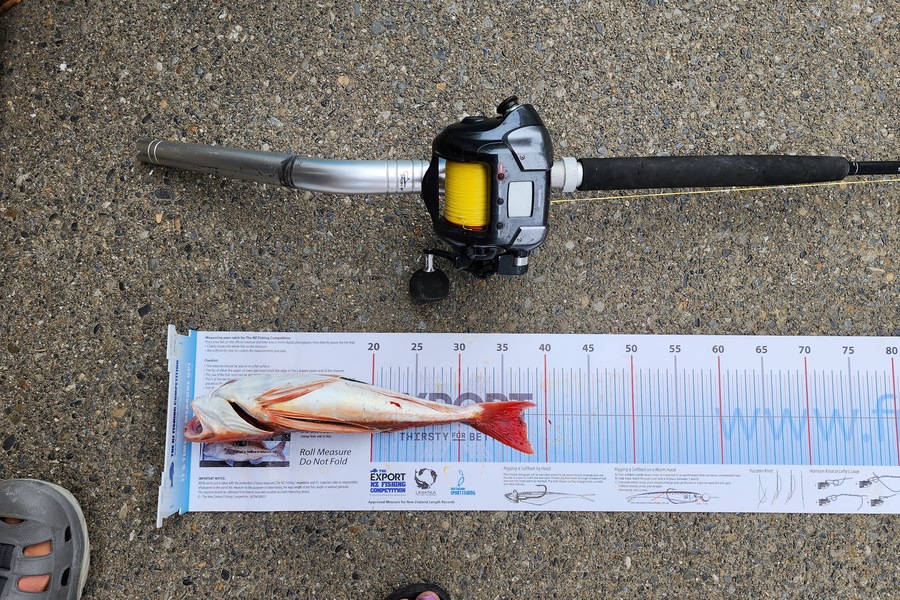 Myles Carson caught this 37.0cm Gurnard at Kapiti  during The Export NZ Fishing Competition