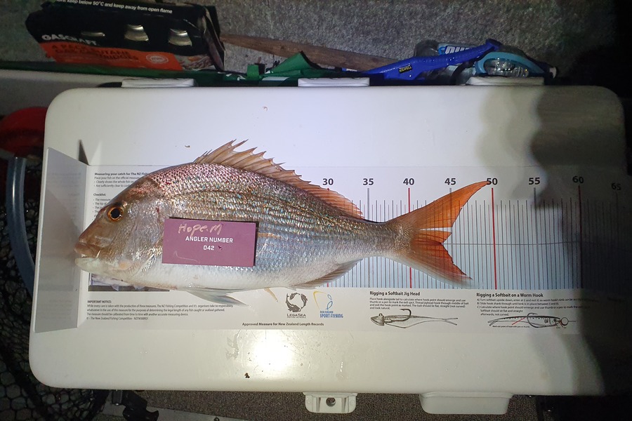 Hope Morrison caught this 43.5cm Snapper at Tauranga during The Export NZ Fishing Competition