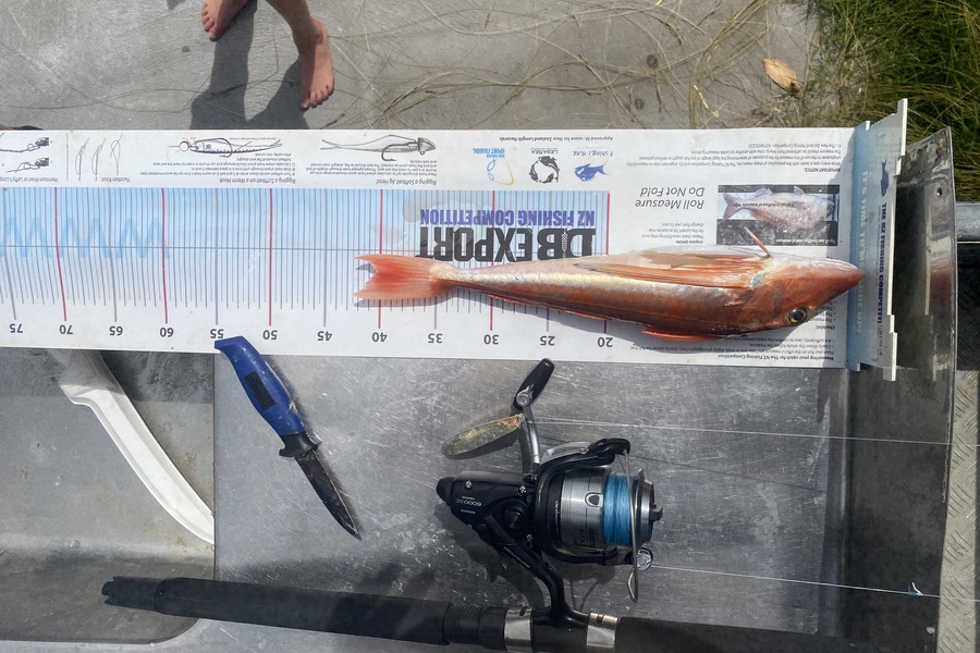 Ryan Mitchell caught this 40.0cm Gurnard at Tasman bay during The Export NZ Fishing Competition