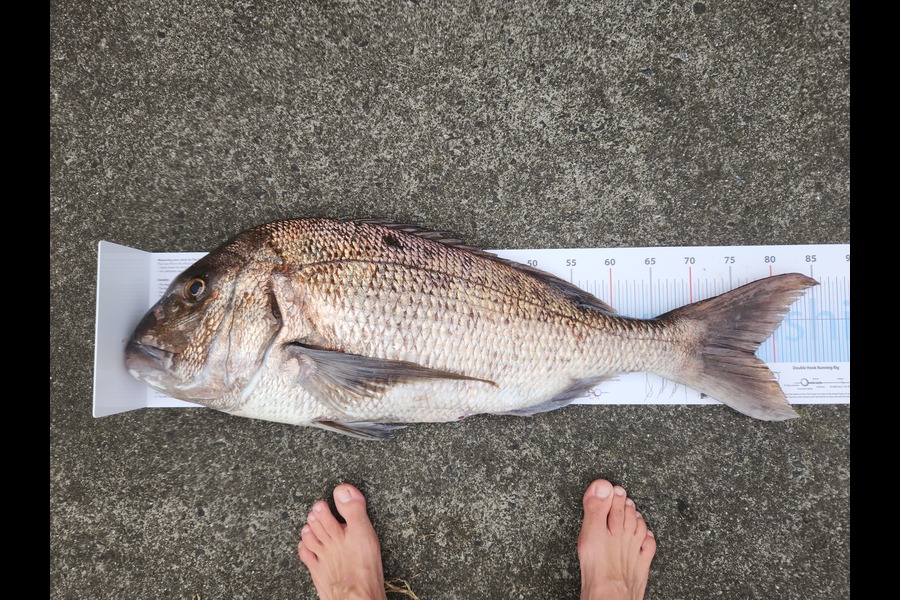 Jono Gavey caught this 77.5cm Snapper at Tauranga during The Export NZ Fishing Competition