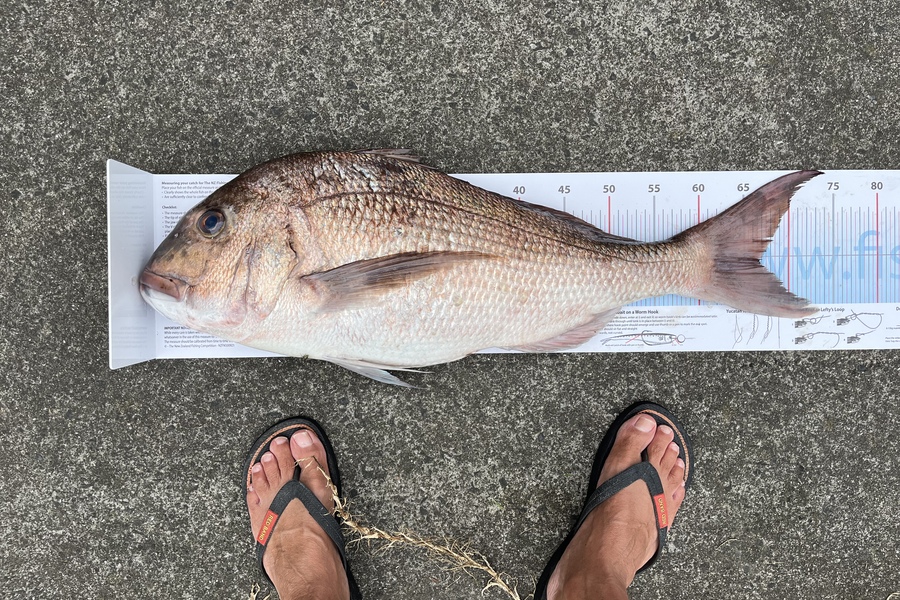 Steve Tuck caught this 66.5cm Snapper at Tauranga during The Export NZ Fishing Competition