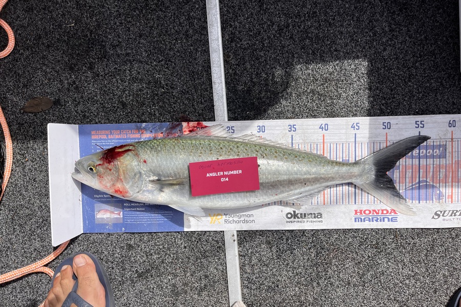 Juniors Raymarine caught this 50.0cm Kahawai at Tauranga during The Export NZ Fishing Competition