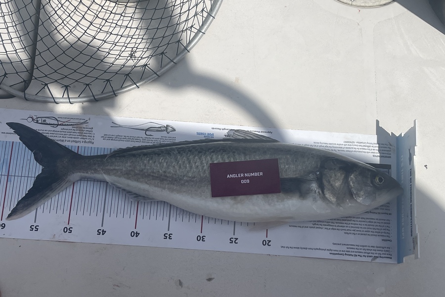 Jen  Herbert caught this 54.5cm Kahawai at Tauranga during The Export NZ Fishing Competition